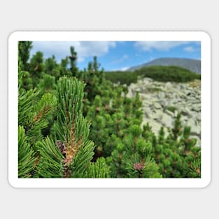 Mountain Pine Tree View Sticker